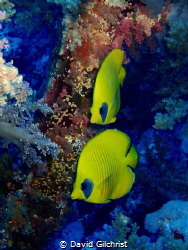 A pair of Masked Butterflyfish swim the reefs of the Red ... by David Gilchrist 